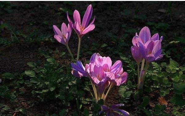 秋水仙和洋水仙的區別是什么 秋水仙的功效與作用