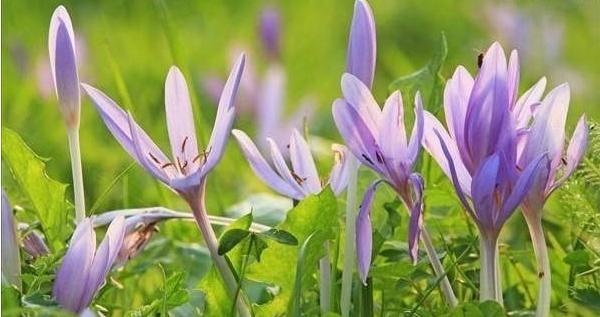 秋水仙和洋水仙的區別是什么 秋水仙的功效與作用