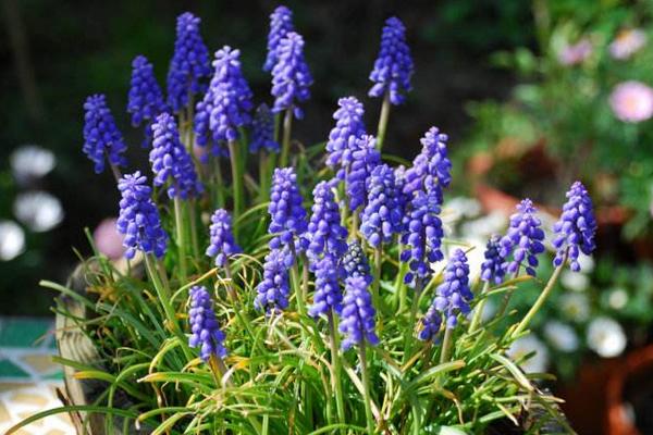 葡萄風信子怎么養 葡萄風信子養殖方法與注意事項