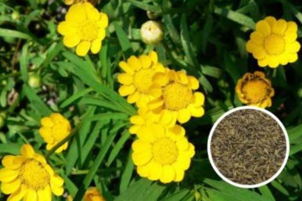 菊花種子什么時候播種 菊花種子的播種方法