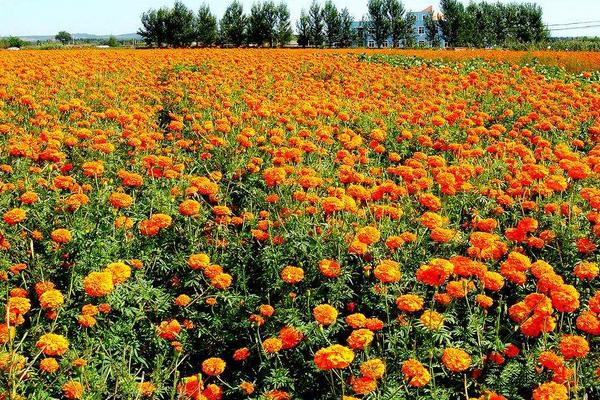 菊花種子什么時候播種 菊花種子的播種方法