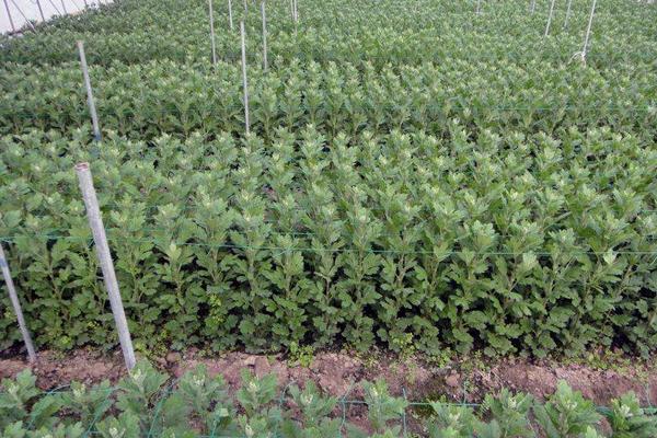 菊花種子什么時候播種 菊花種子的播種方法