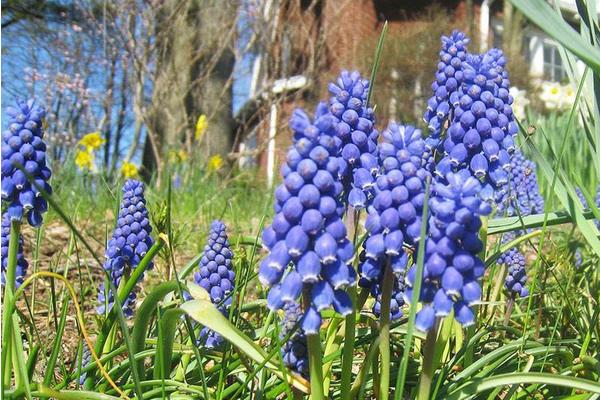 葡萄風信子怎么養 葡萄風信子養殖方法與注意事項