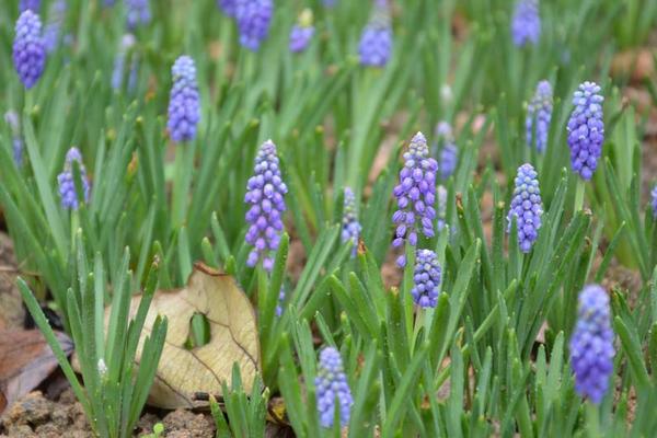 葡萄風信子怎么養 葡萄風信子養殖方法與注意事項