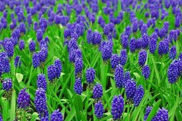 葡萄風信子怎么養 葡萄風信子養殖方法與注意事項
