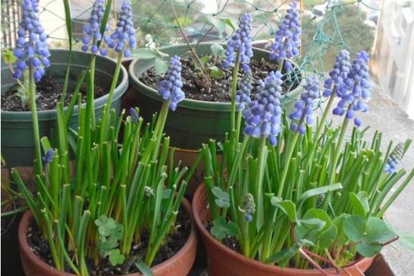 葡萄風信子怎么養 葡萄風信子養殖方法與注意事項