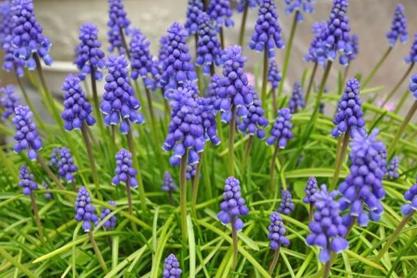 葡萄風信子怎么養 葡萄風信子養殖方法與注意事項