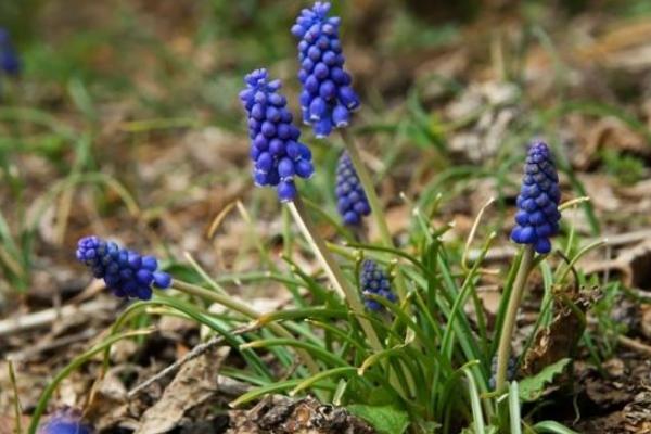 葡萄風(fēng)信子圖片大全 葡萄風(fēng)信子種子怎么種