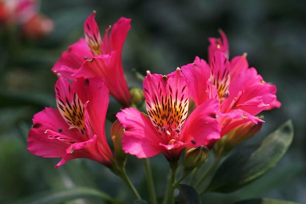 六出花圖片大全 六出花花語及寓意