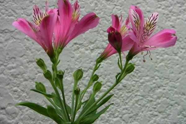 六出花有毒嗎 六出花能放在室內(nèi)臥室嗎