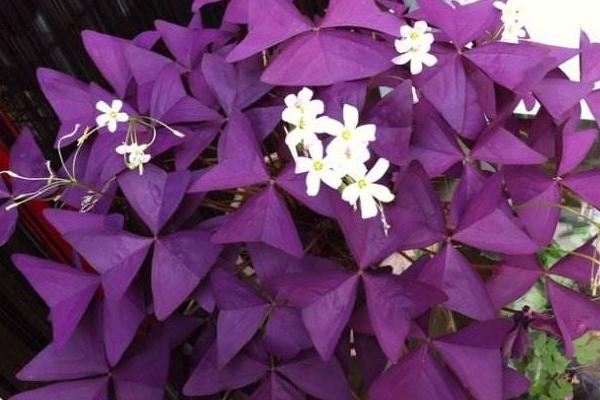 紫葉酢漿草功效與作用 紫葉酢漿草藥用價值