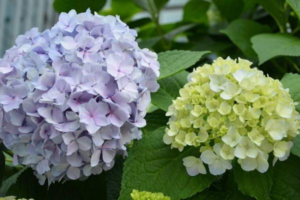 八仙花圖片大全 八仙花有哪些顏色