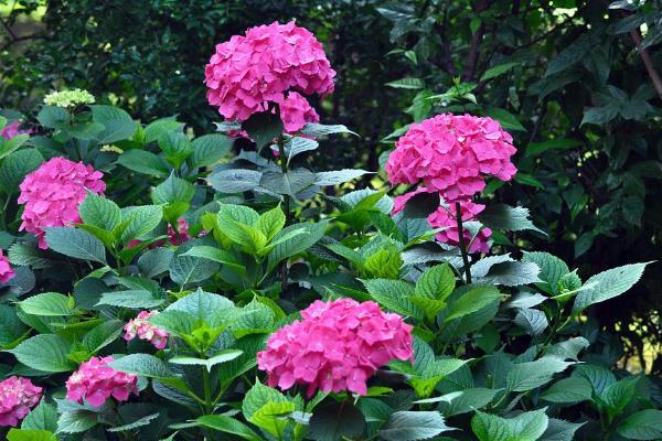 八仙花怎么養 八仙花養殖方法與注意事項