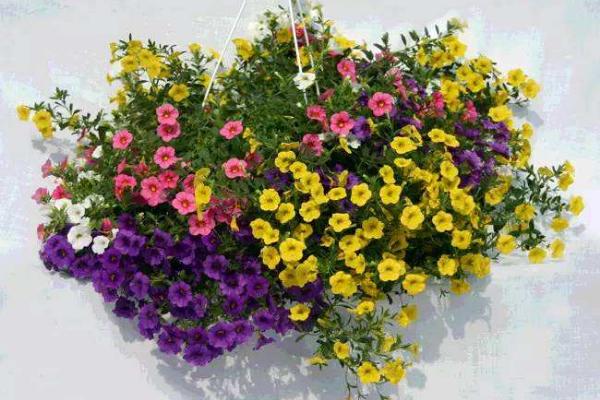 百萬(wàn)小鈴好養(yǎng)嗎 百萬(wàn)小鈴能種幾年