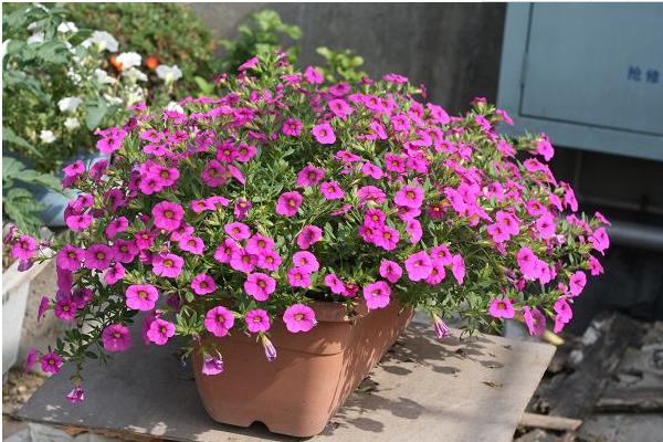 百萬(wàn)小鈴什么時(shí)候開花（幾月） 百萬(wàn)小鈴的花能開多久