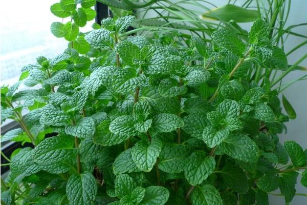 薄荷功效與作用及禁忌 薄荷藥用價(jià)值