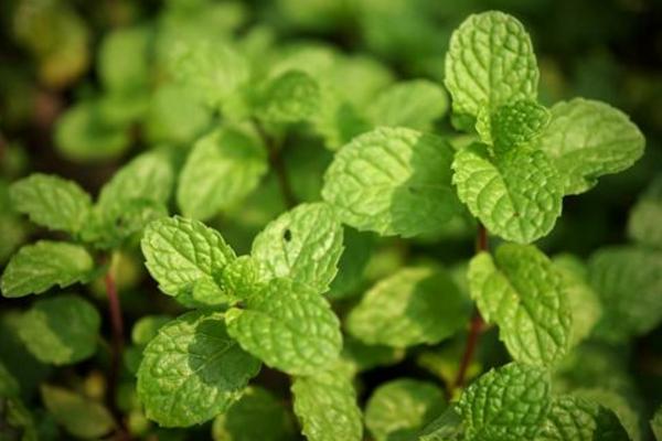 薄荷怎么養 薄荷養殖方法與注意事項
