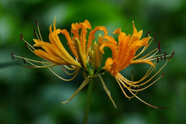 忽地笑圖片大全 忽地笑花語及寓意