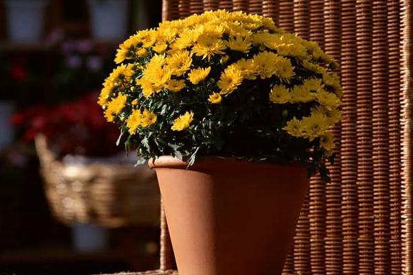 菊花圖片大全 菊花花語及寓意 菊花有哪些種類