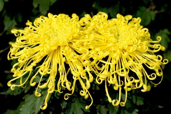 菊花圖片大全 菊花花語及寓意 菊花有哪些種類