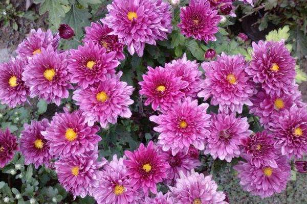 菊花圖片大全 菊花花語及寓意 菊花有哪些種類