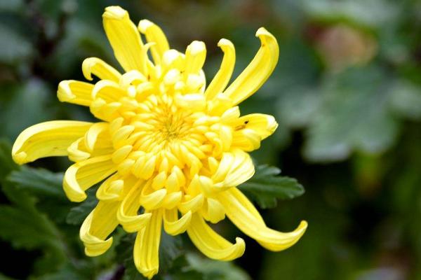 菊花圖片大全 菊花花語及寓意 菊花有哪些種類