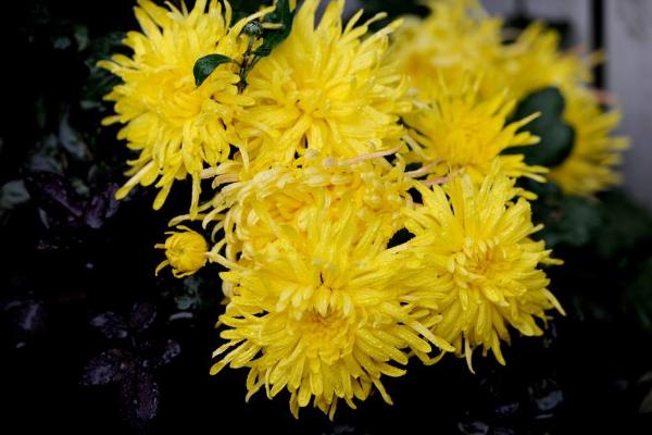 菊花圖片大全 菊花花語及寓意 菊花有哪些種類