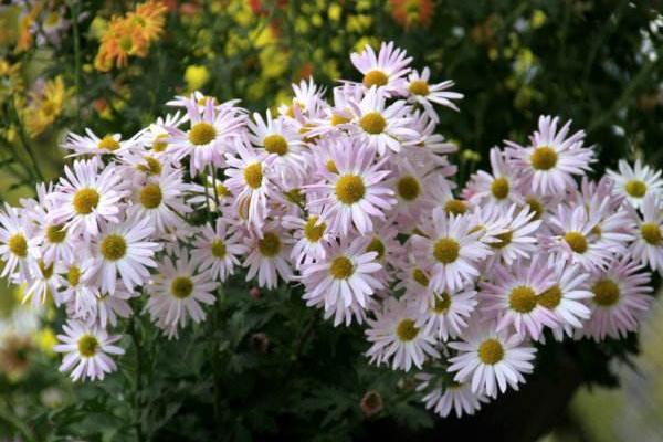 菊花圖片大全 菊花花語及寓意 菊花有哪些種類