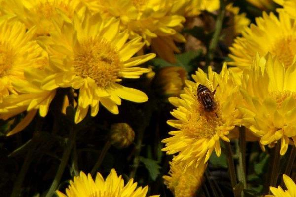 菊花圖片大全 菊花花語及寓意 菊花有哪些種類