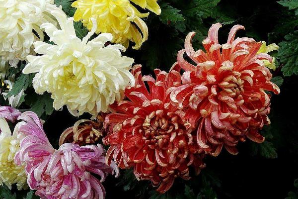 菊花圖片大全 菊花花語及寓意 菊花有哪些種類