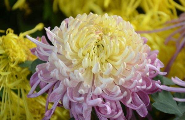 菊花圖片大全 菊花花語及寓意 菊花有哪些種類