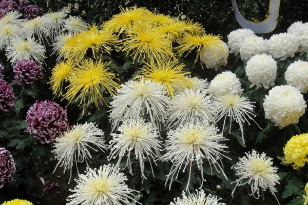 菊花圖片大全 菊花花語及寓意 菊花有哪些種類