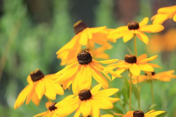 菊花圖片大全 菊花花語及寓意 菊花有哪些種類