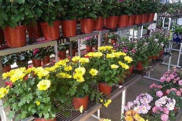 菊花圖片大全 菊花花語及寓意 菊花有哪些種類