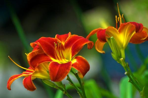 萱草和大花萱草的區別是什么 萱草的繁殖方法