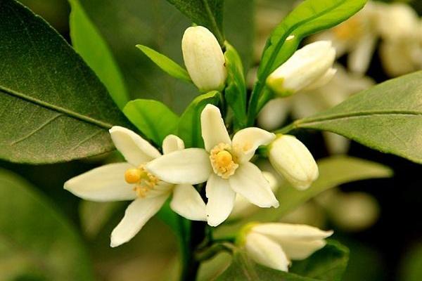橘子花什么時候開花 橘子汁怎么榨