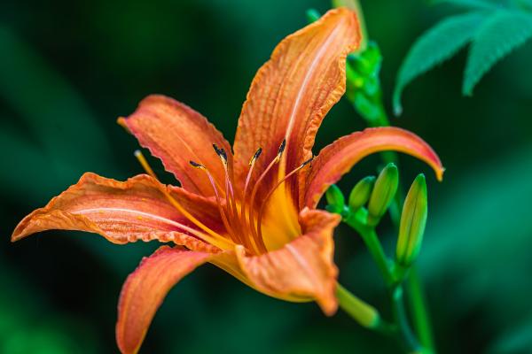 萱草圖片大全 萱草花語及寓意 萱草有哪些品種