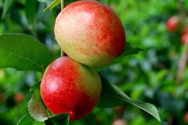 吃油桃有什么好處 油桃皮可以吃嗎