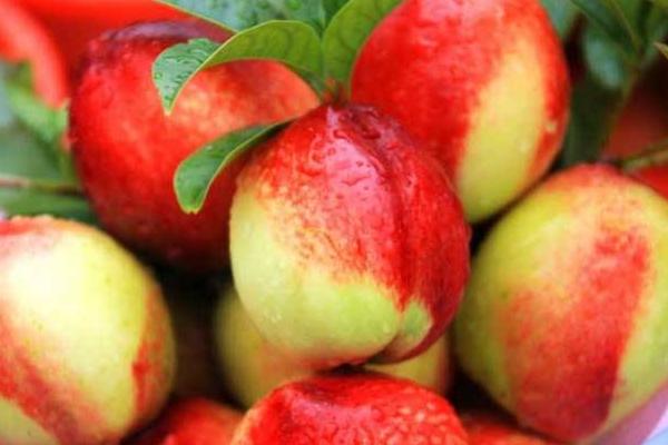 吃油桃有什么好處 油桃皮可以吃嗎