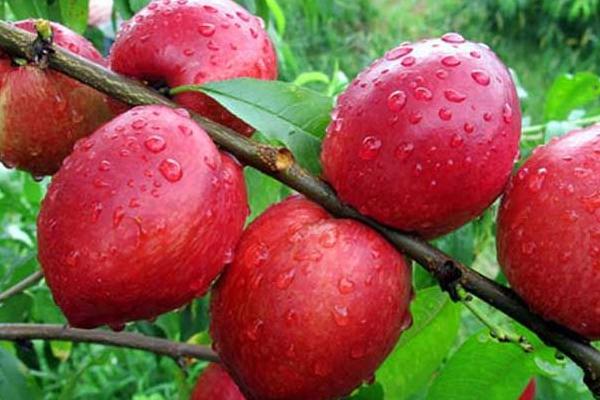 吃油桃有什么好處 油桃皮可以吃嗎