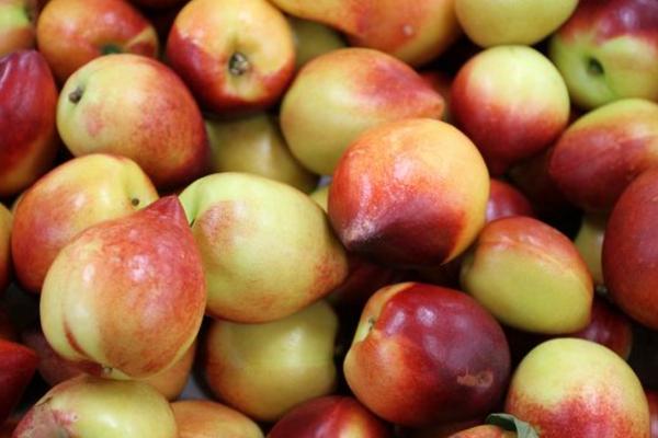 油桃什么時候上市(幾月成熟) 油桃是什么季節的水果