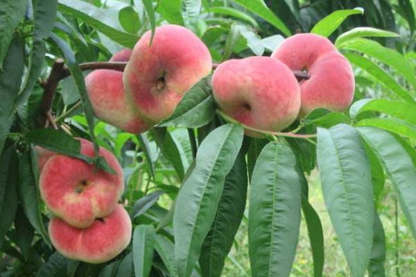蟠桃怎么種 蟠桃種植方法與注意事項