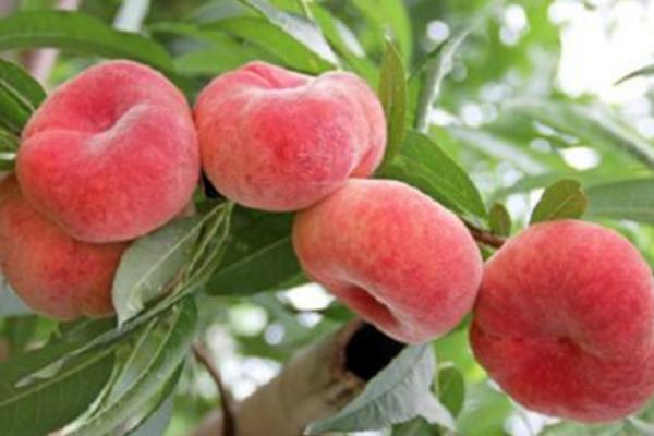 蟠桃怎么種 蟠桃種植方法與注意事項