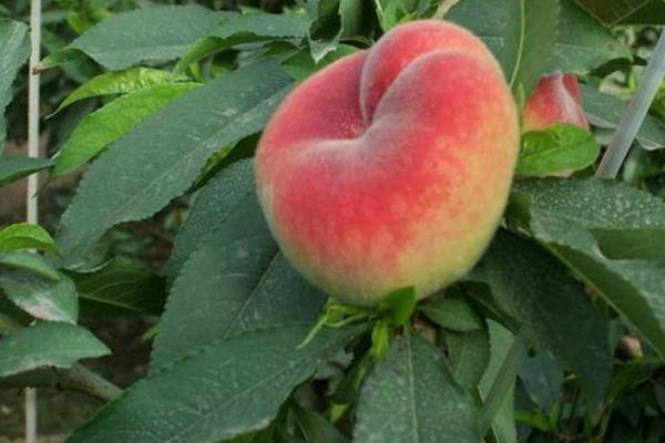 蟠桃怎么種 蟠桃種植方法與注意事項