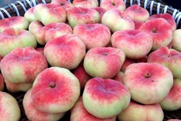 蟠桃怎么種 蟠桃種植方法與注意事項