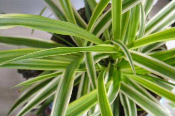 金邊吊蘭怎么養長得好 金邊吊蘭養殖方法與注意事項