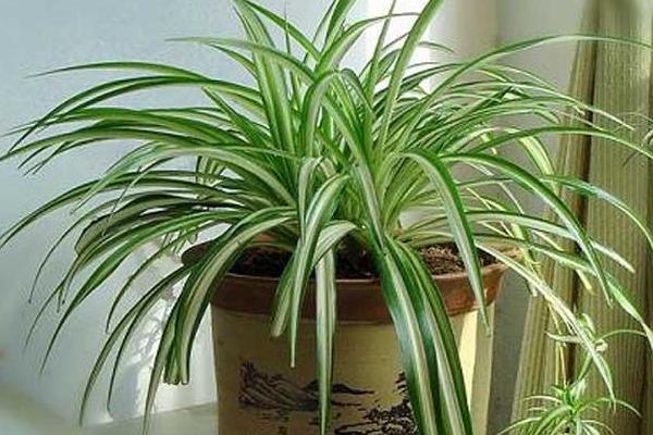 金心吊蘭怎么養 金心吊蘭和金邊吊蘭哪個好