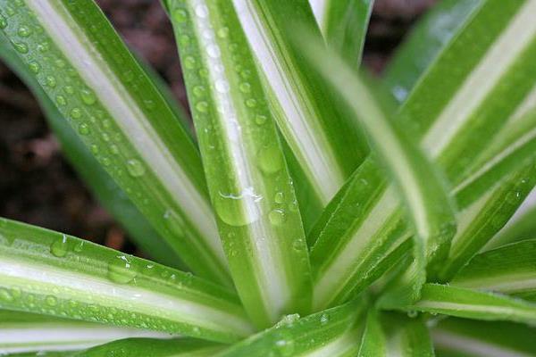 金心吊蘭怎么養 金心吊蘭和金邊吊蘭哪個好