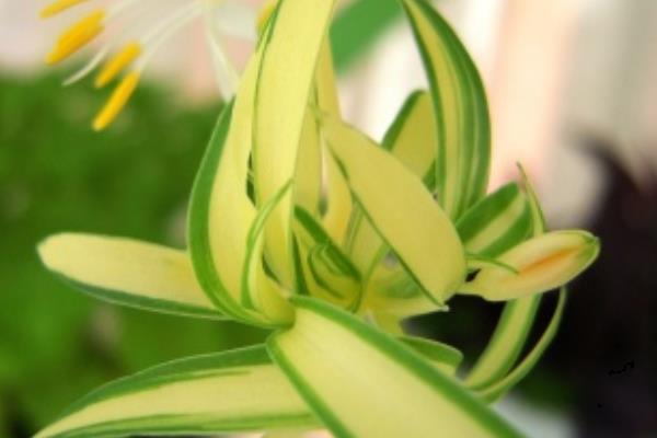 金心吊蘭怎么養 金心吊蘭和金邊吊蘭哪個好