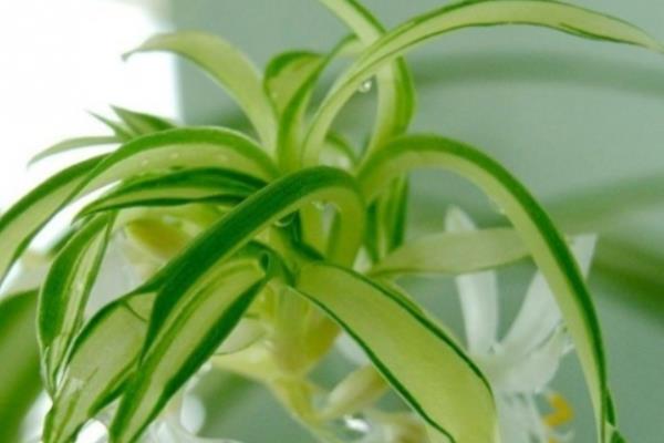 金心吊蘭怎么養 金心吊蘭和金邊吊蘭哪個好